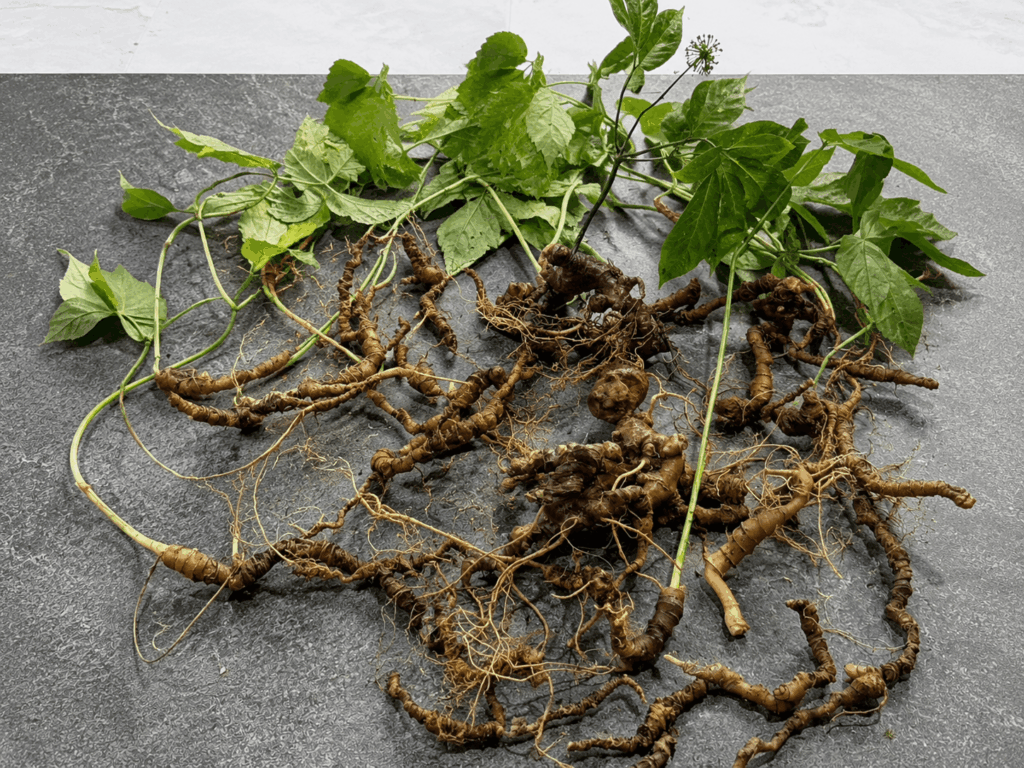 Mật Ong Sâm Ngọc Linh – Bổ Dưỡng, Dễ Dùng Và Những Lưu Ý Quan Trọng