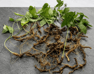 Mật Ong Sâm Ngọc Linh – Bổ Dưỡng, Dễ Dùng Và Những Lưu Ý Quan Trọng