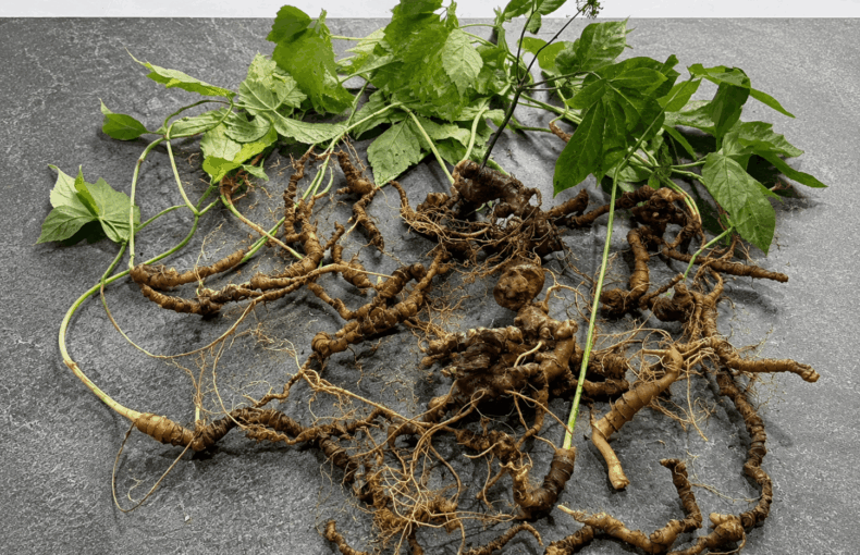 Mật Ong Sâm Ngọc Linh – Bổ Dưỡng, Dễ Dùng Và Những Lưu Ý Quan Trọng