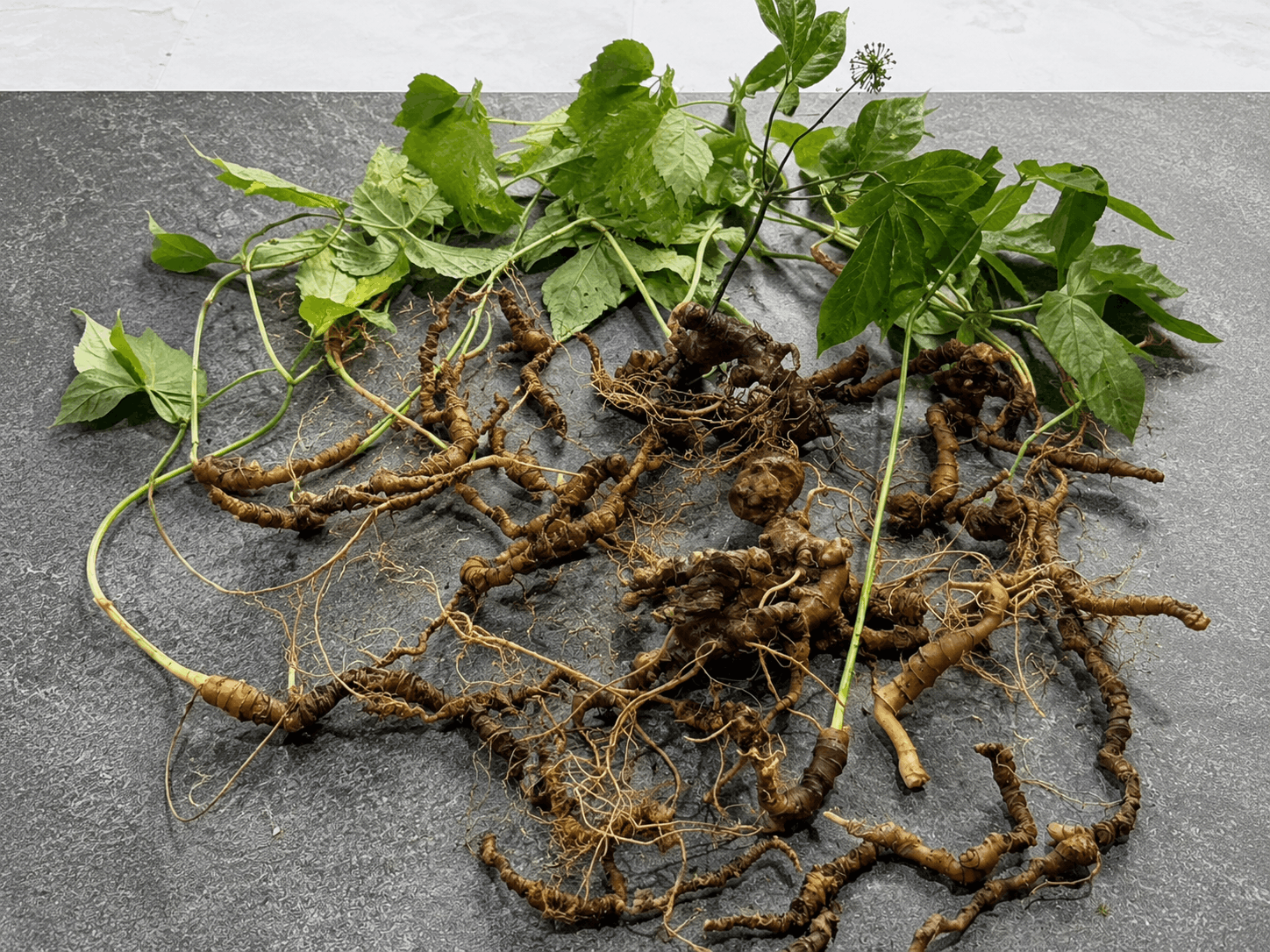 Mật Ong Sâm Ngọc Linh – Bổ Dưỡng, Dễ Dùng Và Những Lưu Ý Quan Trọng