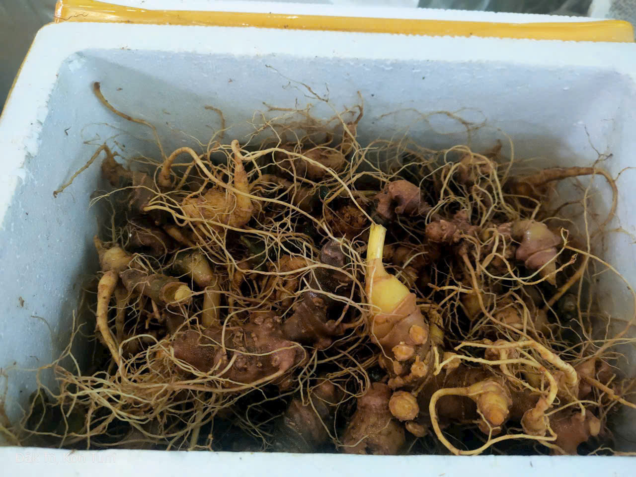 Cách Bảo Quản Sâm Ngọc Linh Tươi Đúng Cách Tại Nhà