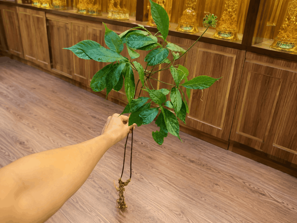 Tác Dụng Của Sâm Ngọc Linh Với Phụ Nữ Và Những Lưu Ý Khi Sử Dụng