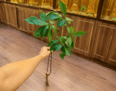 Tác Dụng Của Sâm Ngọc Linh Với Phụ Nữ Và Những Lưu Ý Khi Sử Dụng