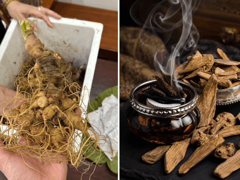 Giới thiệu về sâm Ngọc Linh